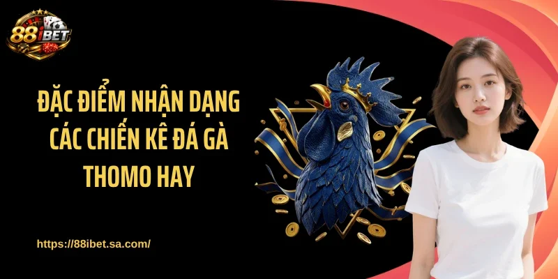 Đặc điểm nhận dạng các chiến kê đá gà thomo hay
